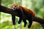 red panda sleeping photo