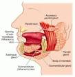 <b>Submandibular gland</b>.