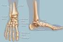 illustration of human <b>foot</b>