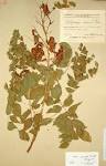 <b>Glycyrrhiza uralensis</b> Fisch.