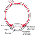 <b>anterior chamber</b>