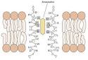 m2-<b>amantadine</b>