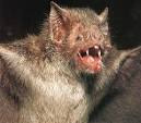 Afarensis: Vampire BATS and Prey Recognition