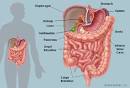 Picture of the <b>Abdomen</b>