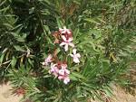 File:<b>Nerium</b> oleander Ouarzazate wild1.jpg - Wikimedia Commons