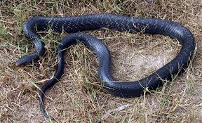 Texas Indigo Snake - Click