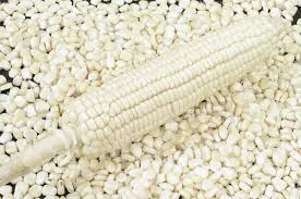 Image result for Zea mays
  ( Isleta White Corn )