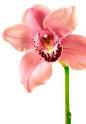 Orchid Flower Meaning & Symbolism | Teleflora.