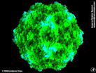 <b>Feline Panleukopenia</b> Virus