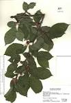 SEINet - Prunus avium
