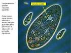 Las <b>vacuolas</b> pulsátiles, como