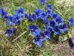 File:Flora Appennino Tosco Emiliano 002.JPG - Wikimedia Commons