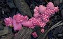 Pink Slime is ever likely