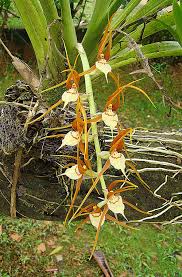 Image result for Brassia allenii