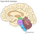 The <b>brain stem</b> is attached to