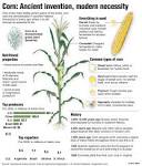 Mexico, cradle of corn, finds its noble grain under assault ...