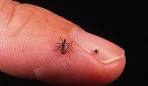 Lyme Disease Is Nothing New, Scientists Report