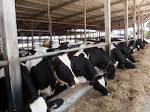 File:Nachshonim cowshed.jpg - Wikimedia Commons