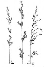 Image result for Restiosporium lepidoboli