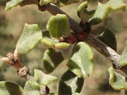 Image result for "Ceanothus otayensis"