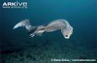 Frilled shark videos, photos and facts - Chlamydoselachus.