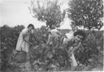 Έθιμα του τρύγου | Τάδε έφη... ΕΦΗ