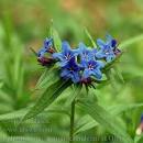 <b>Lithospermum</b> purpurocaeruleum