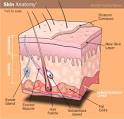 Discovery Health "What is <b>skin</b>?"