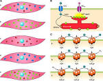 Sarcoplasmic Reticulum Function in Smooth Muscle