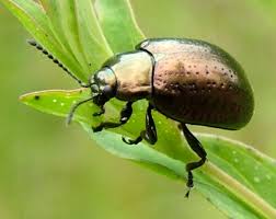 Image result for Chrysolina hyperici
