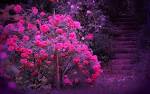 Beautiful Color - Roses Wallpaper (18577543) - Fanpop fanclubs