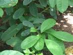 File:<b>Ilex paraguariensis</b> - Yerba mate - desc-leaves.jpg