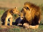 Nowadays, wild <b>lions</b> only