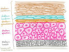 Layers of the <b>Epidermis</b> | Sketchy Medicine