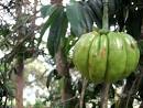 called <b>Garcinia Cambogia</b>