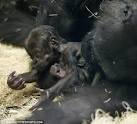 Chicago Lincoln Park Zoo: Baby gorilla dies of fractured skull