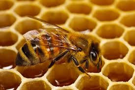 تفسير رؤية أكل عسل النحل