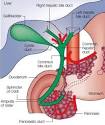 <b>bile</b> duct