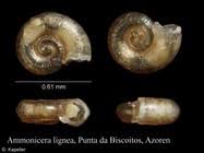 Image result for "Ammonicera lignea"