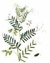 Family Fabaceae, genus <b>Vicia</b> L