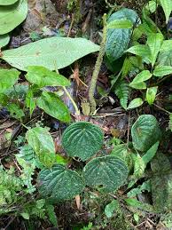 Image result for "Peperomia alwynii"