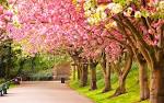 Spring Wallpapers - Full HD wallpaper search