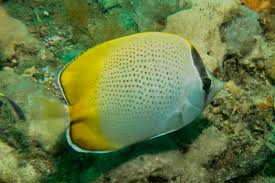 Image result for Chaetodon Guentheri