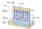 Gel <b>Electrophoresis</b> and