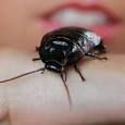 Man dies after roach-eating contest - World news, News ...