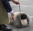 WESTMINSTER DOG SHOW 2012: Pekingese “Palacegarden Malachy” wins ...