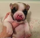 Introducing Lenny the Lentil! The tiny French bulldog puppy born
