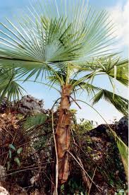 Image result for "Trachycarpus oreophilus"