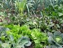 What Are The Benefits Of Having A Backyard Organic Garden | ifood.