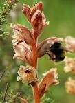 File:<b>OROBANCHE</b> TEUCRII ET